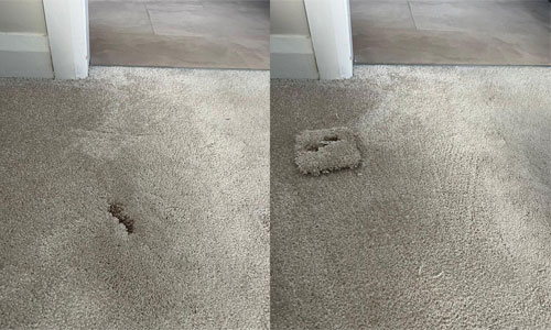 Carpet moth damage 